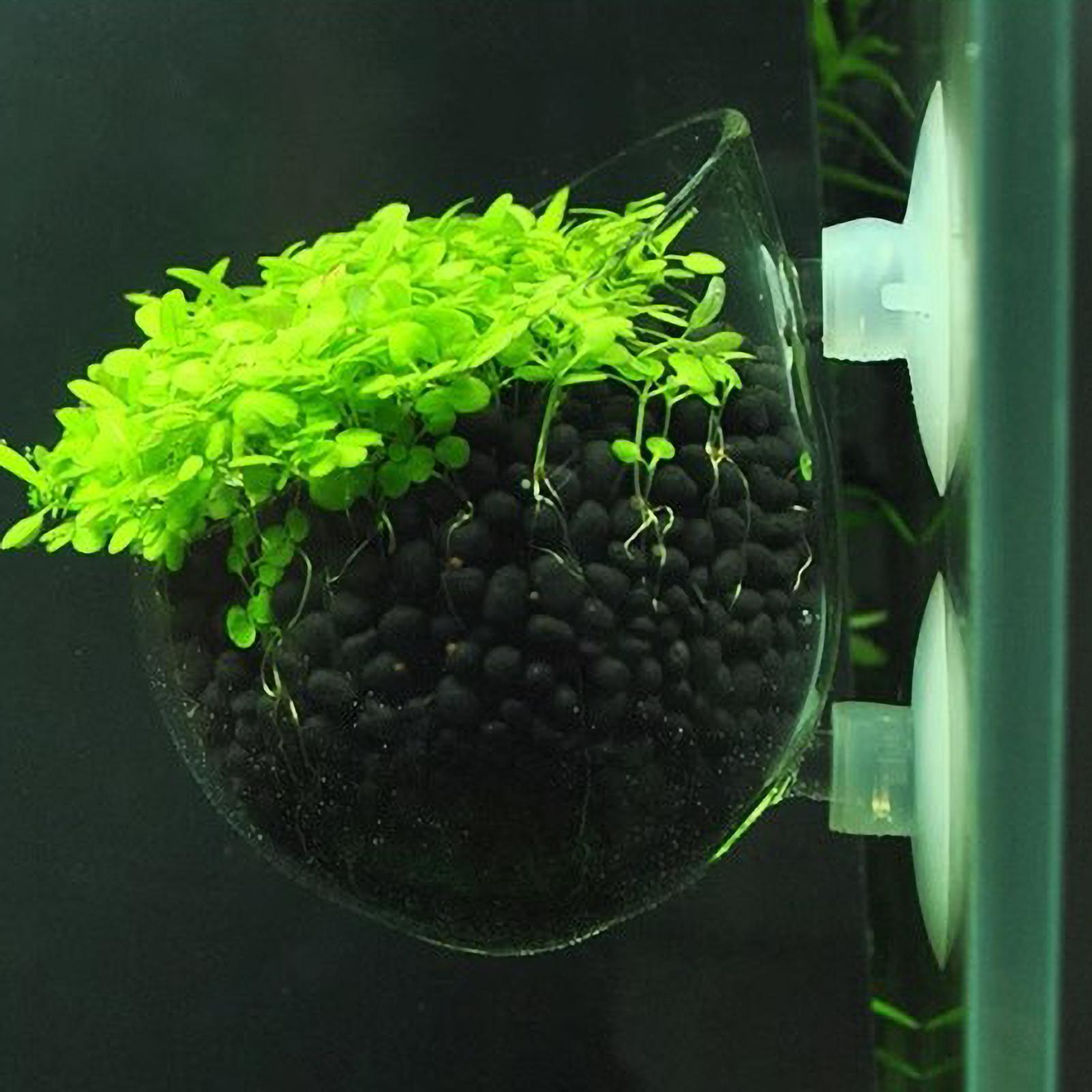 Aquarium Plant Holder - ที่วางต้นไม้ในตู้ปลา กระถางแก้วสำหรับปลูกพืชน้ำ พร้อมจุกดูดสุญญากาศ สำหรับปลูกพืชสดในตู้ปลา ที่วางต้นไม้ในตู้ปลา ของตกแต่งตู้ปลา