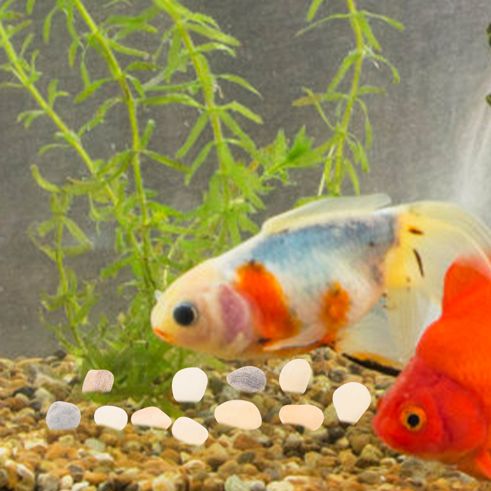 Planted Aquarium With Gravel - หินกรวดตกแต่งตู้ปลาและสวน หินธรรมชาติสำหรับจัดสวน หินกรวดอเนกประสงค์สีสันสดใสสำหรับตกแต่งต้นไม้ สวน และพื้นที่กลางแจ้ง