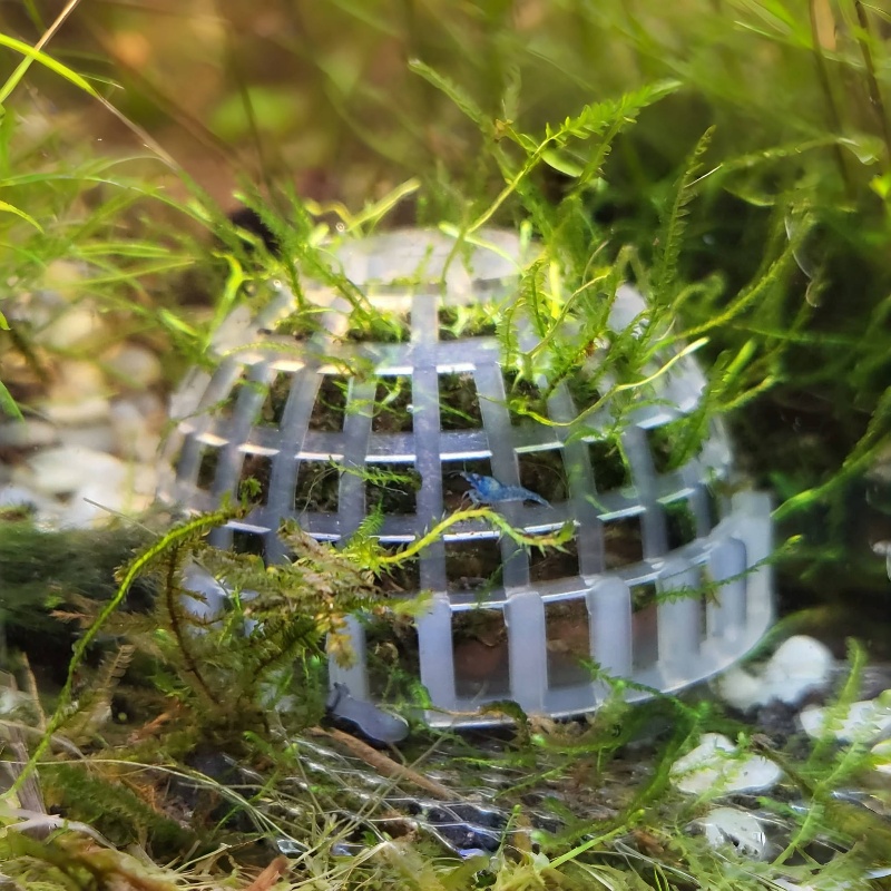 Planted Aquarium Models - 2 PC Aquarium MOSS Ball ผู้ถือ,ถังปลา