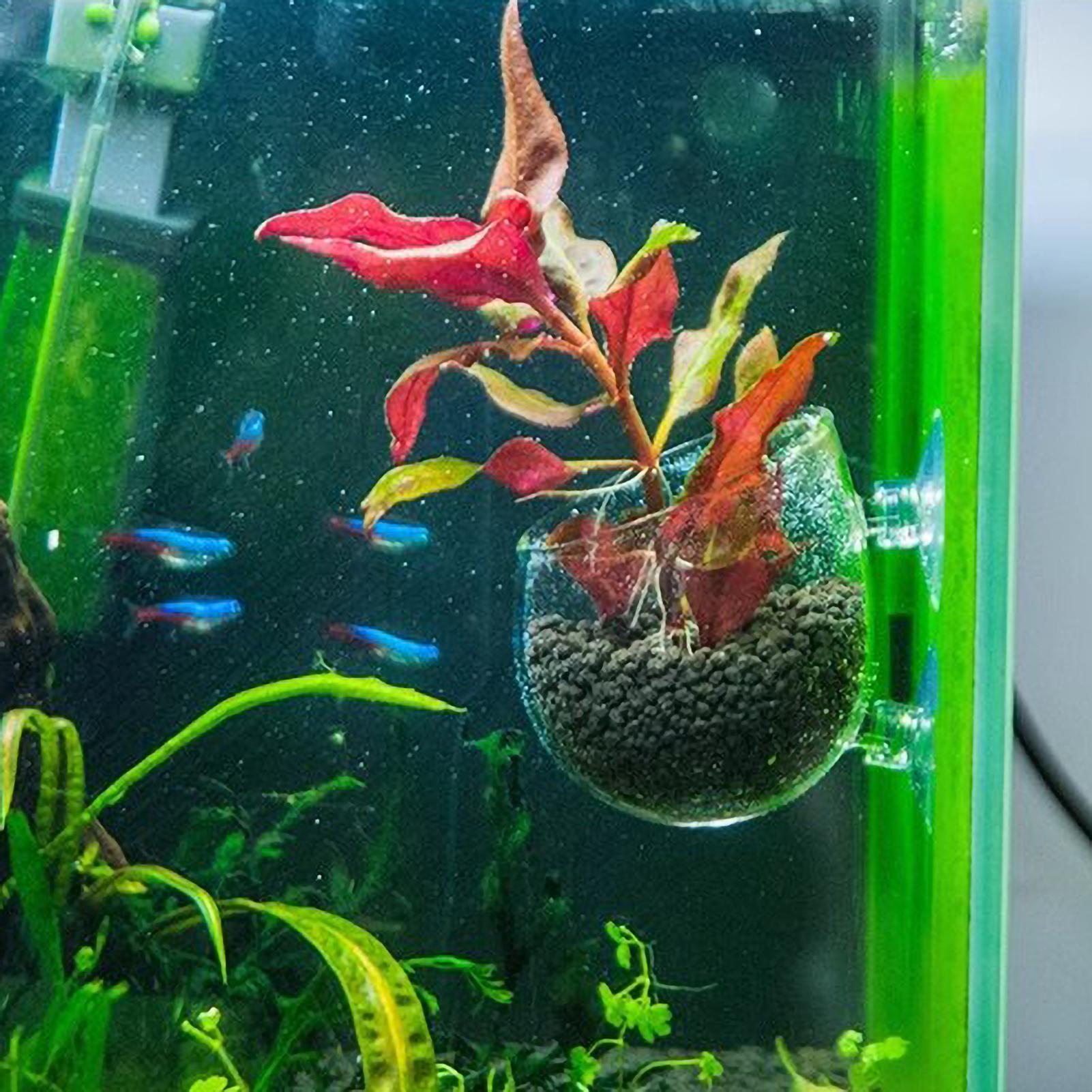 ที่วางต้นไม้ในตู้ปลา กระถางแก้ - Aquarium Plant Holder บทวิจารณ์และราคา