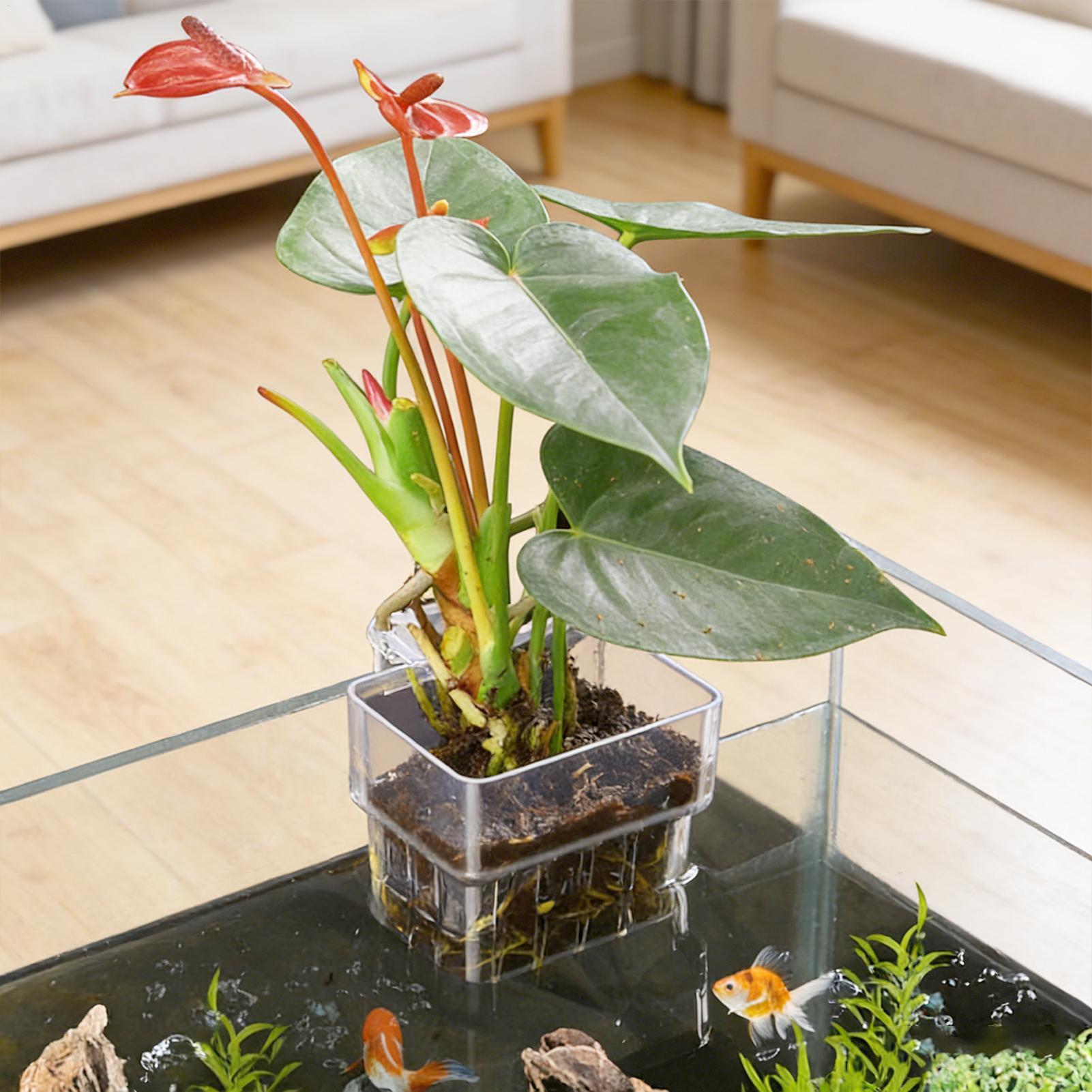 ตะกร้าปลูกต้นไม้แบบติดผนังสำหร - Aquarium Plant Holder บทวิจารณ์และราคา