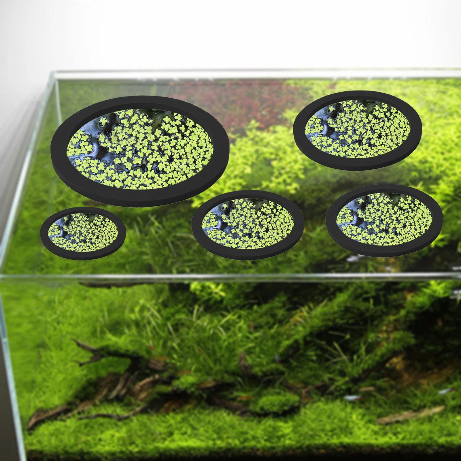 5 ชิ้น EVA ปลา Feeding แหวน Aq - Planted Aquarium With Fish บทวิจารณ์และราคา