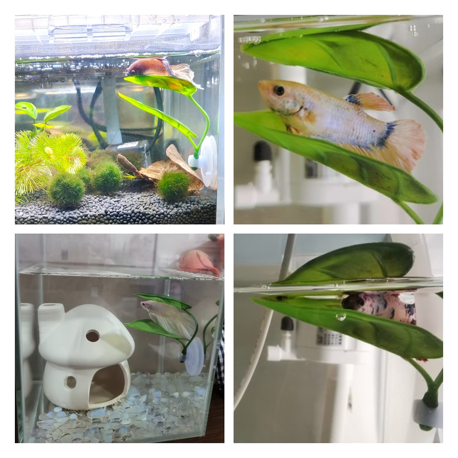 ของตกแต่งตู้ปลาสำหรับสัตว์เลี้ - Planted Aquarium For Betta บทวิจารณ์และราคา