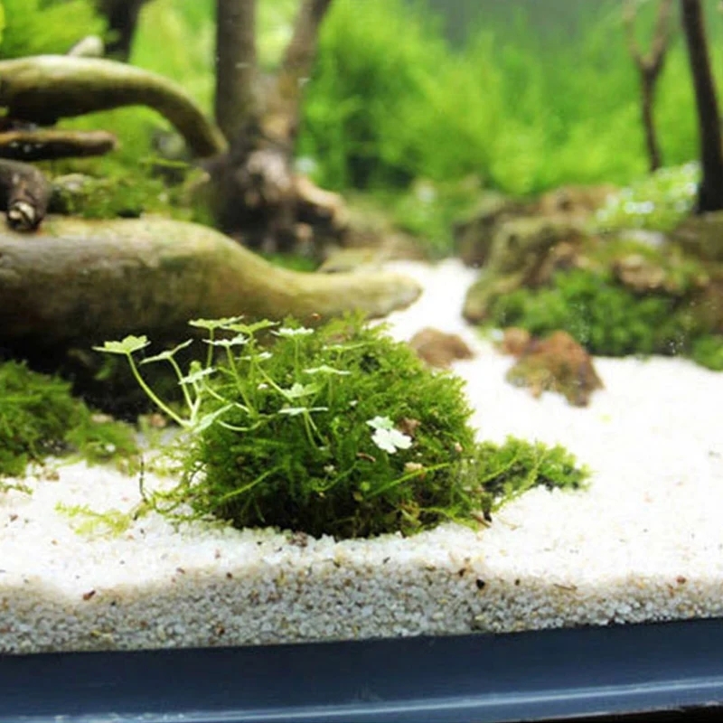 2 PC Aquarium MOSS Ball ผู้ถือ - Planted Aquarium Models บทวิจารณ์และราคา