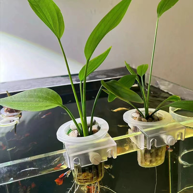 ตะกร้าปลูกตู้ปลาแบบไฮโดรโปนิกส - Aquarium Plant Holder บทวิจารณ์และราคา